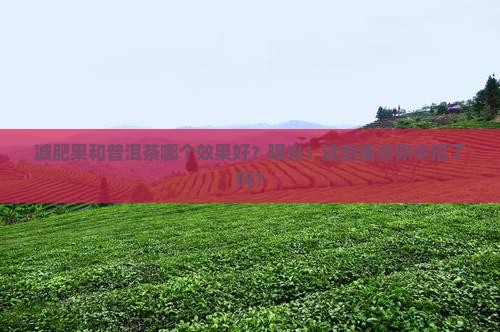 减肥果和普洱茶哪个效果好
