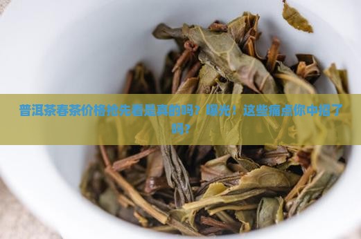 普洱茶春茶价格抢先看是真的吗