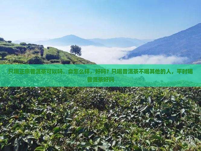 只喝正宗普洱茶