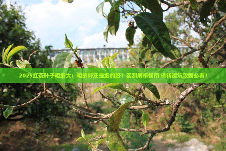 红茶叶子是粗的好还是细的好