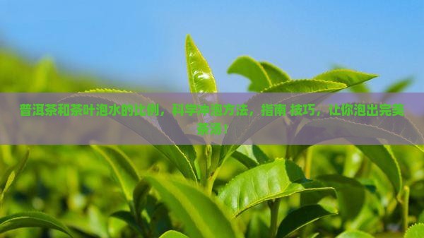 普洱茶和茶叶泡水的比例
