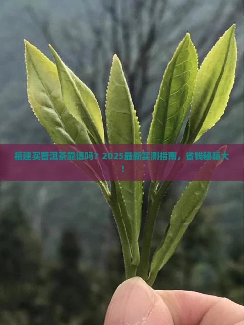 福建有没有卖普洱茶