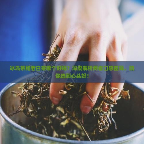 冰岛茶和老白茶哪个好喝