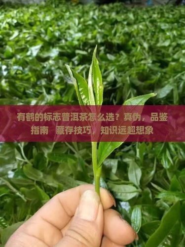 有鹤的标志普洱茶