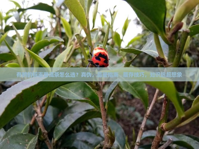 有鹤的标志普洱茶