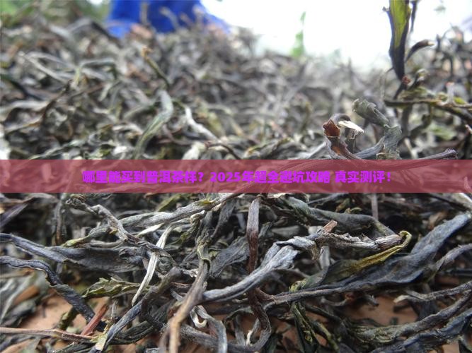哪里能买到普洱茶样