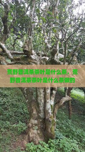 荒野普洱茶茶叶是什么茶