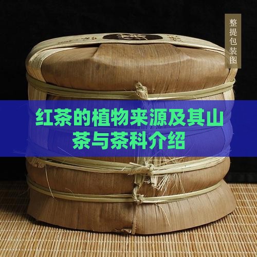 红茶的详细介绍