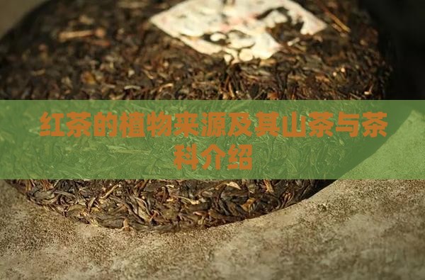 红茶的详细介绍
