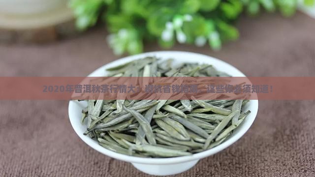 2020年普洱茶秋茶行情