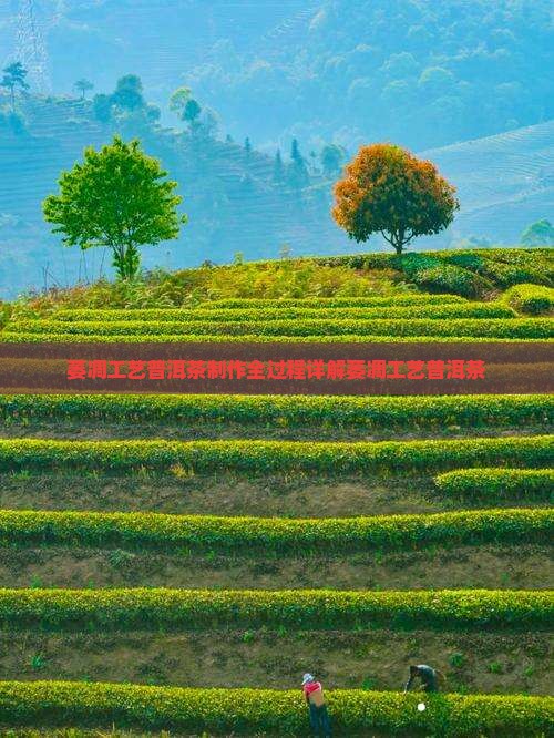 萎凋工艺普洱茶