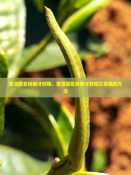 普洱茶怎样做才好喝