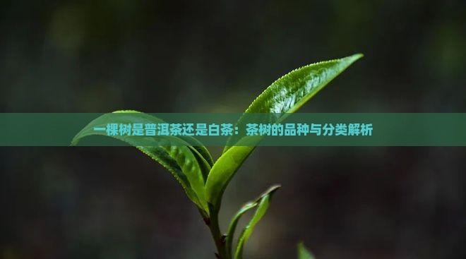 一棵树是白茶还是普洱茶