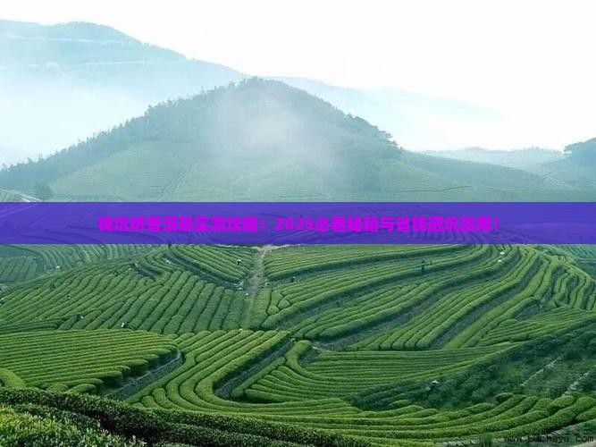 钱坑桥普洱茶怎么泡