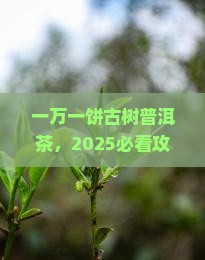 一万一饼古树普洱茶