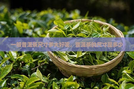 一般普洱茶尺寸多大好呢