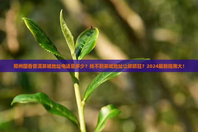 郑州国香普洱茶城地址电话