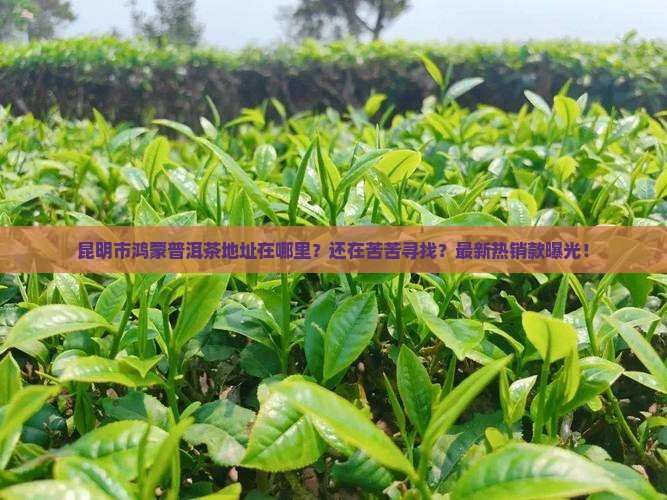 昆明市鸿蒙普洱茶地址