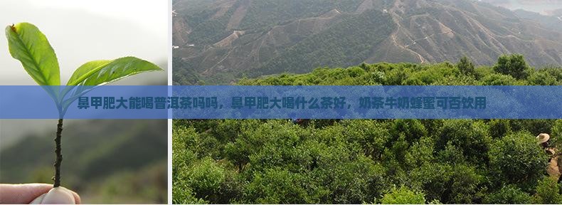 鼻甲肥大能喝普洱茶吗吗