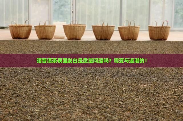 晒普洱茶表面发白