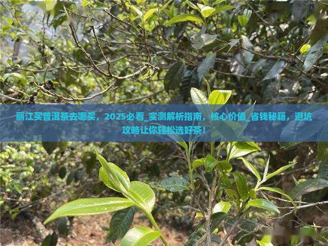 丽江买普洱茶去哪买