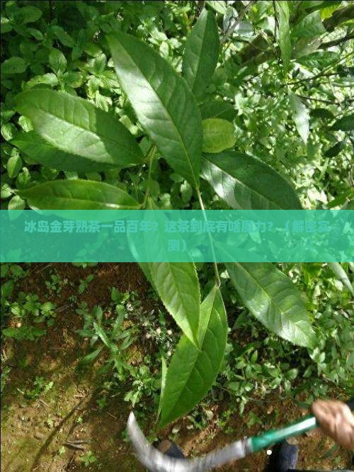 冰岛金芽熟茶一品百年