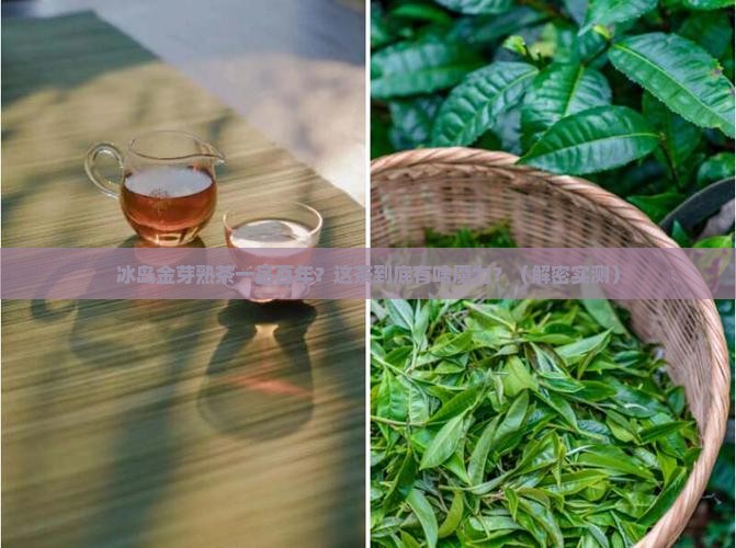 冰岛金芽熟茶一品百年