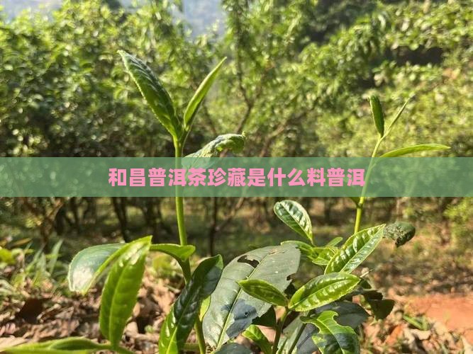 合和昌普洱茶珍藏是什么料