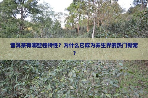 普洱茶有哪些独特性