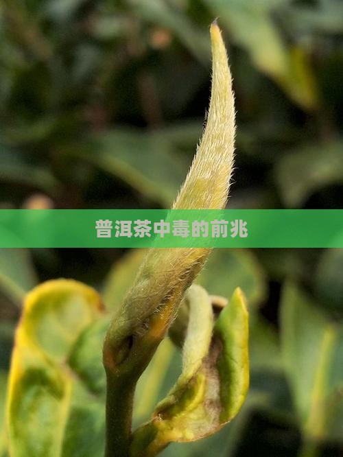 普洱茶中毒的前兆