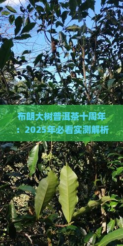 布朗大树普洱茶十周年