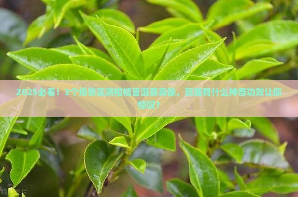 柑桔普洱茶的功效与作用