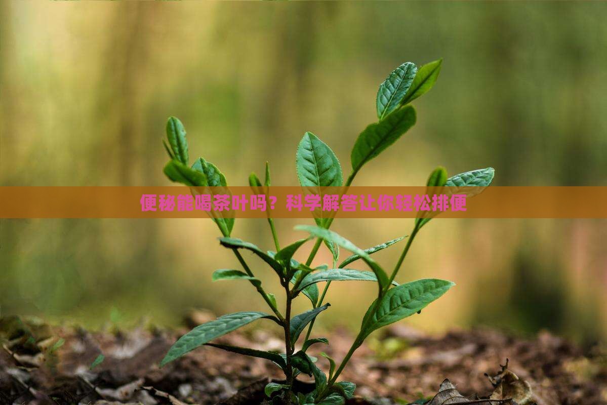 便秘能喝茶叶吗