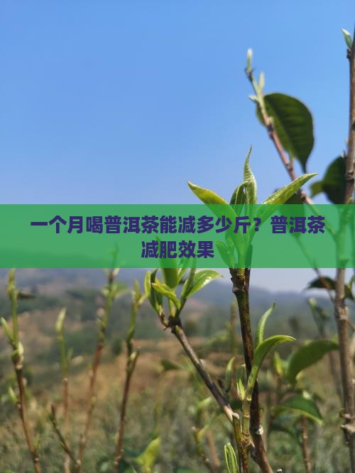 喝一个月普洱茶能减多少钱