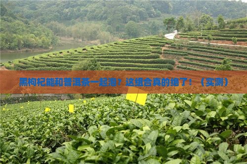 黑枸杞能和普洱茶一起泡吗