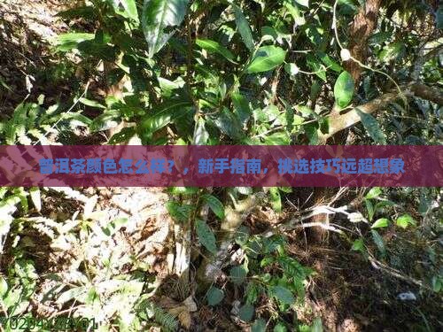 普洱茶颜色怎么样