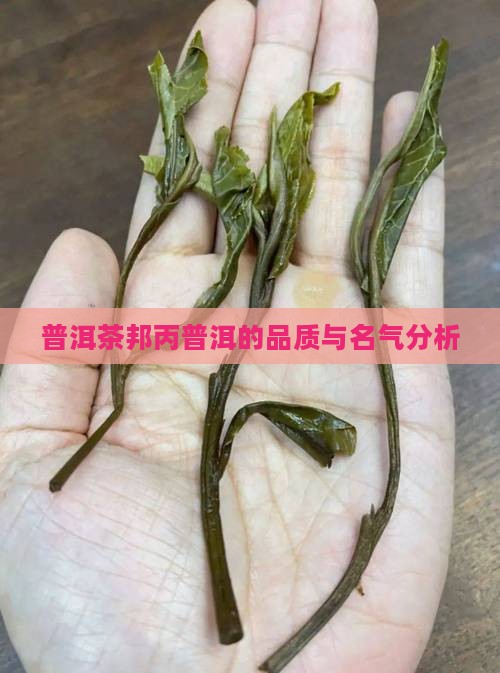 邦丙普洱茶有名吗