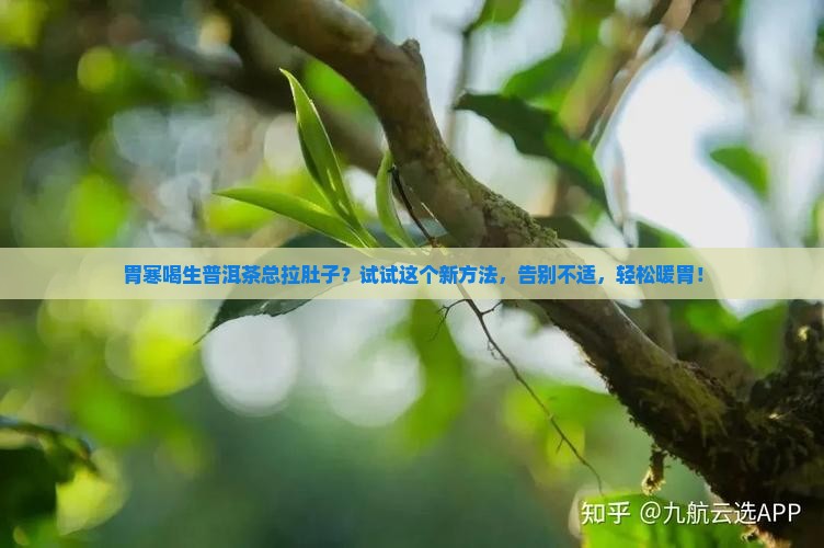 胃寒怎么喝生普洱茶比较好