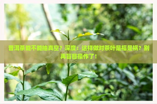 普洱茶能不能抽真空