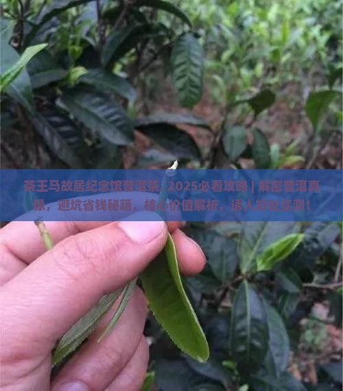 茶王马故居纪念馆普洱茶