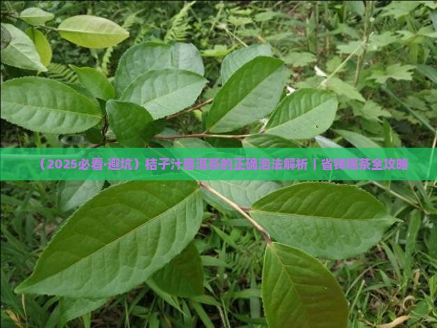 桔子汁普洱茶的正确泡法