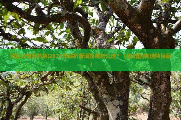 可以兴普洱熟茶
