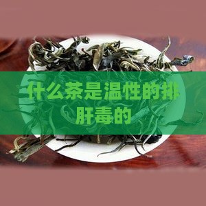 什么茶是温性的排肝毒的