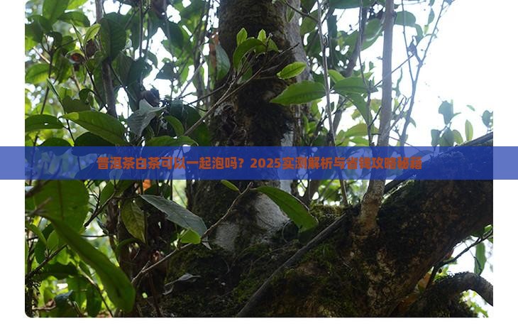 普洱熟茶和白茶可以一起泡吗