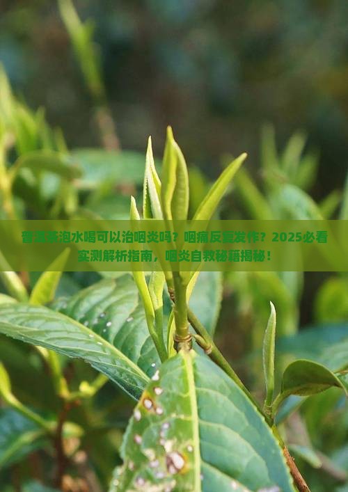 普洱茶泡水喝可以治咽炎吗
