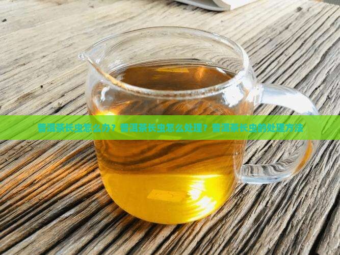 普洱茶长虫怎么治