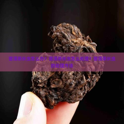 普洱茶长虫怎么治
