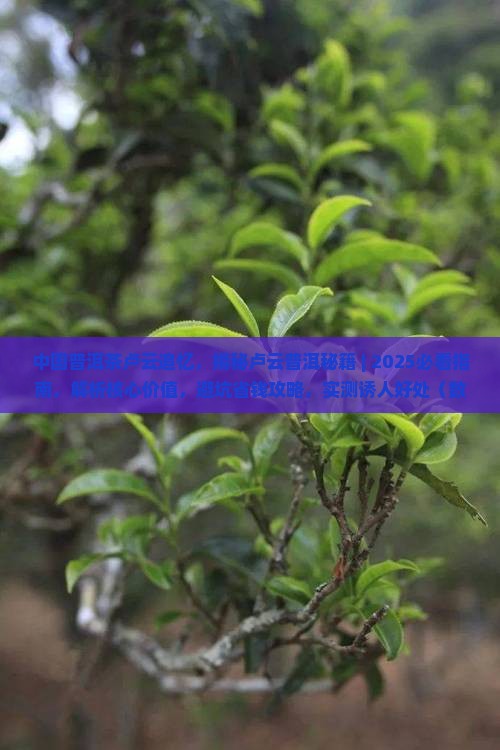 中国普洱茶卢云追忆