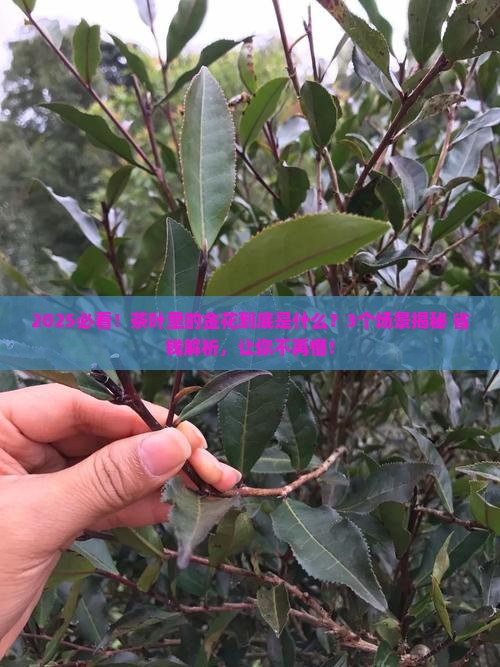 茶叶中的金花是什么