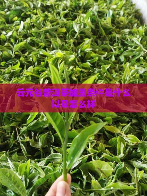 云元谷普洱茶加盟条件